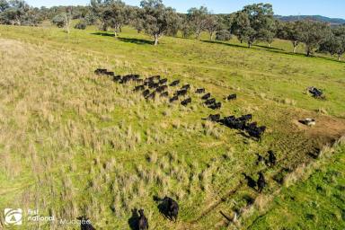Farm Sold - NSW - Mudgee - 2850 - SUNNY HILL  (Image 2)