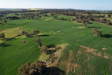 Farm For Sale - WA - Talbot - 6302 - QUALITY LAND IN A TIGHTLY HELD AREA                         204ha (504acres)  (Image 2)