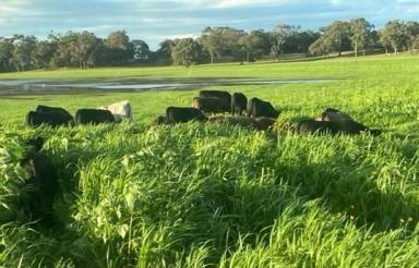Farm For Sale - WA - Narrikup - 6326 - All year round high production.  (Image 2)