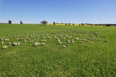 Farm For Sale - NSW - Wagga Wagga - 2650 - Multiple Income Streams – Renowned Mixed Farming Region  (Image 2)