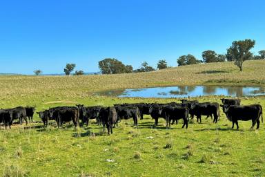 Farm For Sale - NSW - Crookwell - 2583 - 'EVERTON PARK' - HIGHLY PRODUCTIVE IMPROVED MIXED FARMING COUNTRY IN THE RENOWNED CROOKWELL DISTRICT  (Image 2)