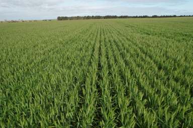 Farm Sold - WA - Moora - 6510 - Minore, Rowes Road, Moora - excellent soil agronomy  (Image 2)