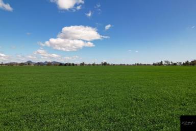 Farm Sold - NSW - Gunnedah - 2380 - LIVERPOOL PLAINS CROPPING COUNTRY  (Image 2)