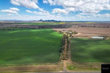 Farm Sold - NSW - Gunnedah - 2380 - LIVERPOOL PLAINS CROPPING COUNTRY  (Image 2)