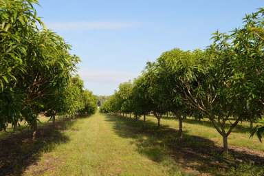 Farm For Sale - NT - Tumbling Waters - 0822 - ***** Currently Off Market*****

2 x Mango Farms 5000+ trees  (Image 2)