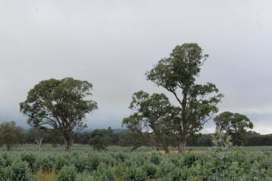 Farm Sold - VIC - Cavendish - 3314 - REVERSION OPPORTUNITY - WESTERN VICTORIA  (Image 2)