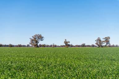 Farm Sold - NSW - Forbes - 2871 - 'Noorongong'  (Image 2)