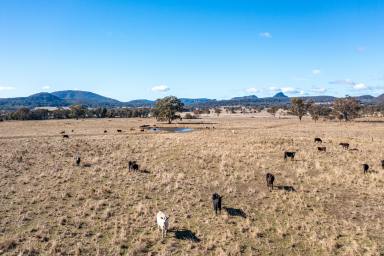 Farm Sold - NSW - Rylstone - 2849 - Your Weekend Escape  (Image 2)