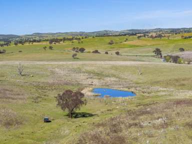 Farm For Sale - NSW - Boorowa - 2586 - Productive Riverfront Grazing at 'Riverview'  (Image 2)