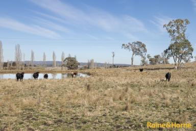 Farm For Sale - NSW - Shannon Vale - 2370 - Experience Rural Bliss  (Image 2)