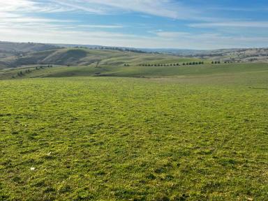 Farm For Sale - NSW - Golspie - 2580 - Clovelly  (Image 2)