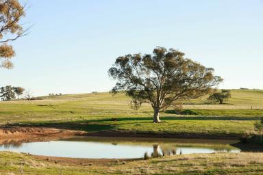Farm For Sale - NSW - Binalong - 2584 - Productive South West Slopes Grazing  (Image 2)