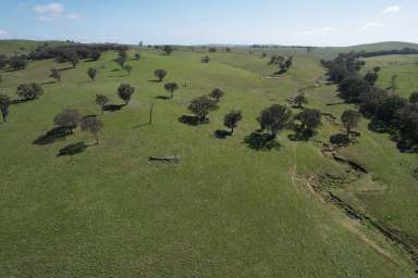 Farm For Sale - NSW - Binalong - 2584 - Productive South West Slopes Grazing  (Image 2)