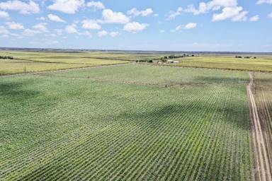Farm For Sale - QLD - Jarvisfield - 4807 - 114 Acre Cane Farm with Open Water and Bore Water  (Image 2)