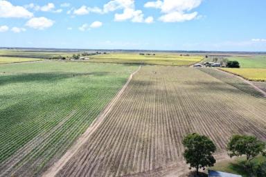 Farm For Sale - QLD - Jarvisfield - 4807 - 114 Acre Cane Farm with Open Water and Bore Water  (Image 2)