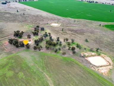 Farm For Sale - NSW - Wyalong - 2671 - Small Acreage Close to Town  (Image 2)