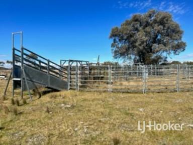 Farm For Sale - NSW - Inverell - 2360 - 'Round Stone' - Avoid the ongoing stress to find agistment  (Image 2)