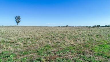 Farm Sold - NSW - Brocklehurst - 2830 - Part Darralume - Highly fertile self mulching chocolate soils and red soils  (Image 2)