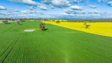 Farm Sold - NSW - Burrumbuttock - 2642 - A Large-Scale Opportunity at Burrumbuttock!  (Image 2)