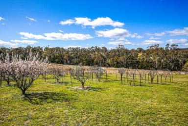 Farm Sold - NSW - Bungonia - 2580 - BEAUTIFUL HOME ON 27 ACRES, MAINS POWER + SOLAR, HUGE SHED + WORKSHOP,  PERFECT FOR A FAMILY LOOKING FOR A LIFESTYLE CHANGE,  AMAZING VIEWS.  (Image 2)