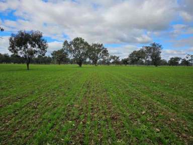 Farm For Sale - NSW - Jindera - 2642 - Perfect add on or starter block with immediate productivity  (Image 2)