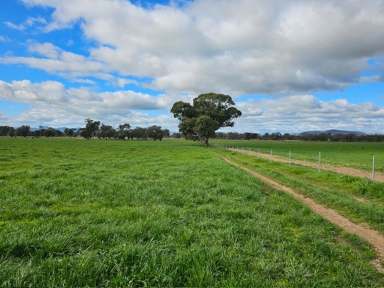 Farm For Sale - NSW - Jindera - 2642 - Perfect add on or starter block with immediate productivity  (Image 2)