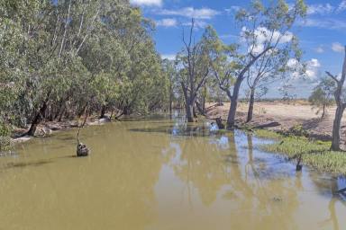 Farm For Sale - NSW - Barham - 2732 - ABSOLUTE CREEK FRONTAGE  incl 8mgl S&D Water  (Image 2)