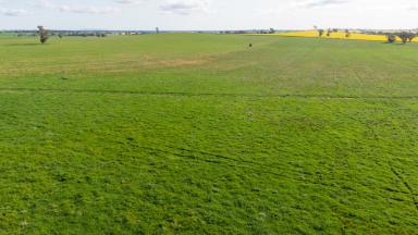 Farm For Sale - NSW - Coolamon - 2701 - Carbon Rich Mixed Farming Investment  (Image 2)