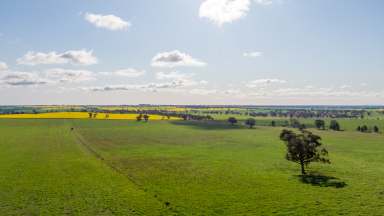 Farm For Sale - NSW - Coolamon - 2701 - Carbon Rich Mixed Farming Investment  (Image 2)