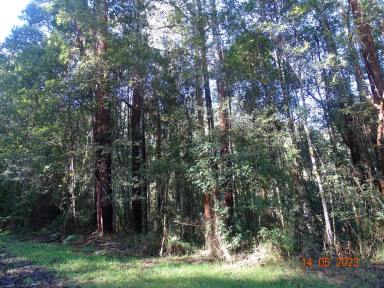 Farm Sold - VIC - Lavers Hill - 3238 - Retains the natural environment  (Image 2)