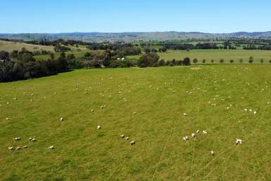 Farm For Sale - NSW - Woodstock - 2793 - HEAVY RED BASALT COUNTRY, HIGH RAINFALL & EXCELLENT INFRASTRUCTURE  (Image 2)