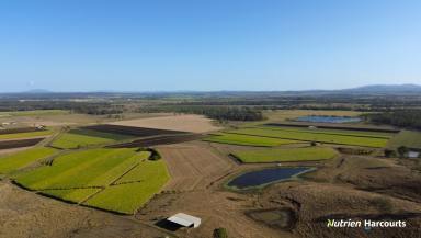 Farm For Sale - QLD - McIlwraith - 4671 - Generational Farm - Fertile Soil - Lots of Water  (Image 2)
