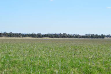 Farm For Sale - NSW - Temora - 2666 - Temora mixed farming with secure water  (Image 2)