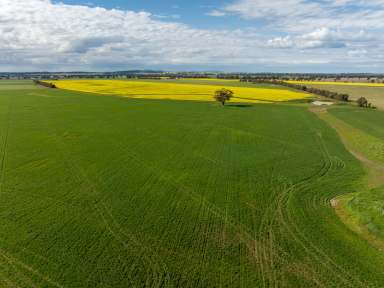 Farm For Sale - NSW - Temora - 2666 - Secure Water and Versatile Farming  (Image 2)