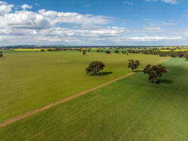 Farm For Sale - NSW - Temora - 2666 - Secure Water and Versatile Farming  (Image 2)