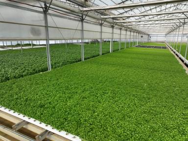 Farm For Sale - QLD - Harrisville - 4307 - Commercial Hydroponic Opportunity  (Image 2)