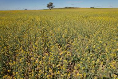 Farm For Sale - WA - Coorow - 6515 - A Mixed Dryland Cropping & Livestock Opportunity  (Image 2)