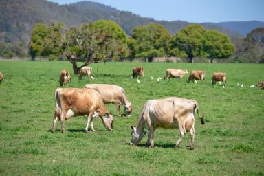 Farm Sold - QLD - Kenilworth - 4574 - “Cedarlee” – A Generational Dairy Farm available WIWO  (Image 2)