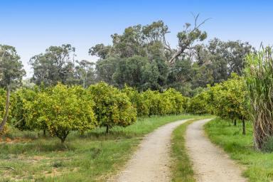 Farm For Sale - WA - Wanerie - 6503 - The Ultimate Lifestyle with Horticulture Attributes  (Image 2)