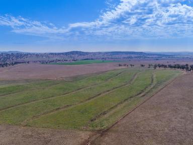Farm Sold - NSW - Parraweena - 2339 - Arable Grazing Opportunity in a Tightly Held Region  (Image 2)