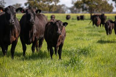 Farm Sold - SA - Naracoorte - 5271 - Absolute Prime Grazing/Cropping Opportunity  (Image 2)
