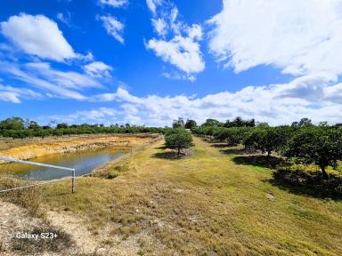 Farm For Sale - QLD - Mareeba - 4880 - THE IDEAL LIFSTYLE PROPERTY WITH SIDE INCOME  (Image 2)