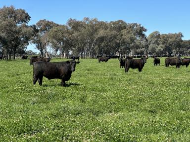 Farm Sold - NSW - Holbrook - 2644 - Maybank  (Image 2)