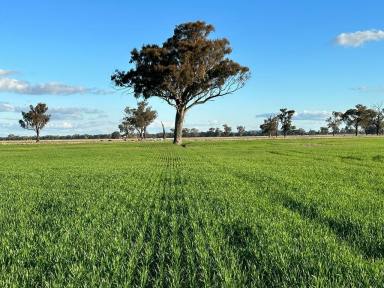 Farm For Sale - NSW - Culcairn - 2660 - "ERCILDOUNE" 362 ACRES QUALITY CROPPING AND  GRAZING PARCEL  (Image 2)