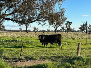 Farm For Sale - NSW - Culcairn - 2660 - "ERCILDOUNE" 362 ACRES QUALITY CROPPING AND  GRAZING PARCEL  (Image 2)