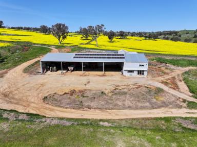 Farm Sold - NSW - Berthong - 2594 - Littlebrook  (Image 2)