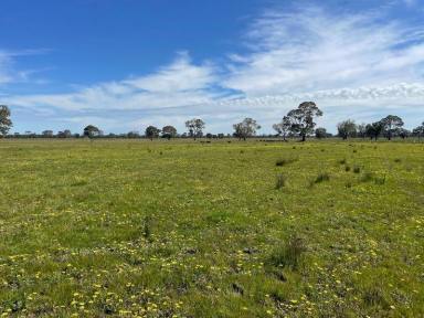 Farm For Sale - VIC - Edenhope - 3318 - First Time Offered in 70 years!  (Image 2)