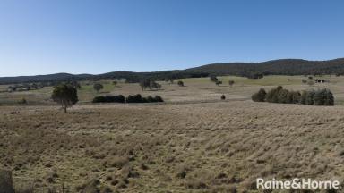 Farm For Sale - NSW - Binda - 2583 - "Welcome to 'The Hollies'  (Image 2)