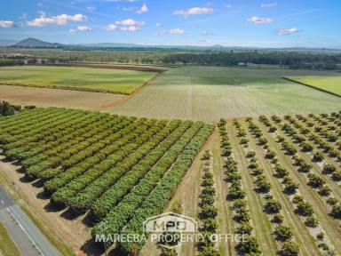 Farm For Sale - QLD - Walkamin - 4872 - 80.43 HA IN WALKAMIN - PERFECT GROWING CLIMATE  (Image 2)