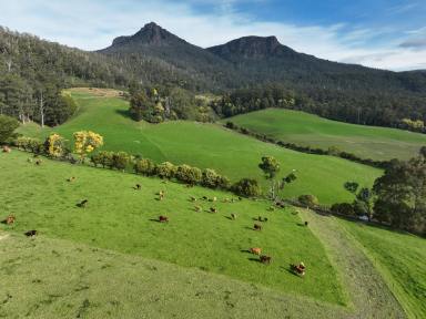 Farm For Sale - TAS - Western Creek - 7304 - One of Mother Natures offerings  (Image 2)